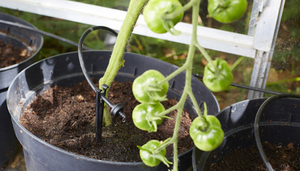 Dripper greenhouse