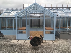 Our Swan by Swallow Greenhouses