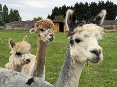 Meet The Alpacas!