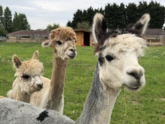 Meet The Alpacas!