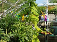 Fitting Plant Supports and Training Wires into Greenhouses